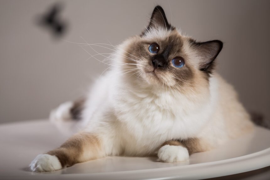 Photo : Chat sacré de birmanie