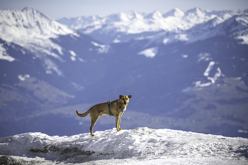 Photo : Belle occasion : Chiens