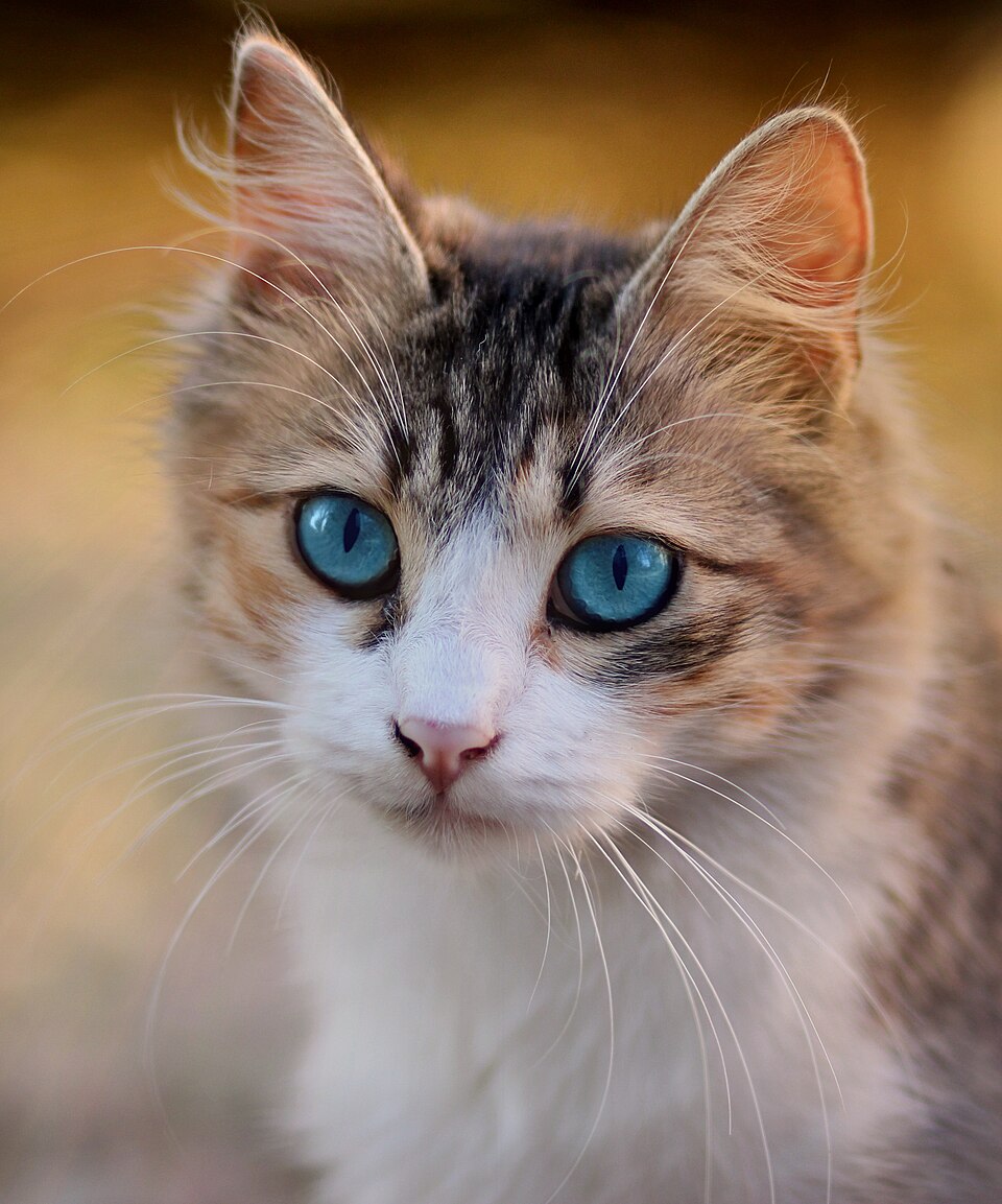 Photo : Chats à vendre