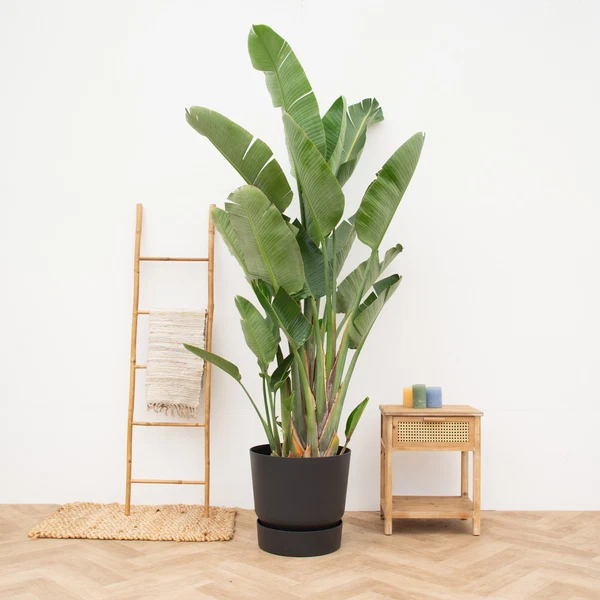 Photo : Philodendron selloum - 130cm